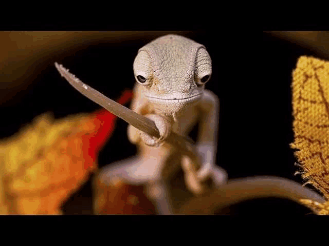 a small lizard is holding a sword in its hand .