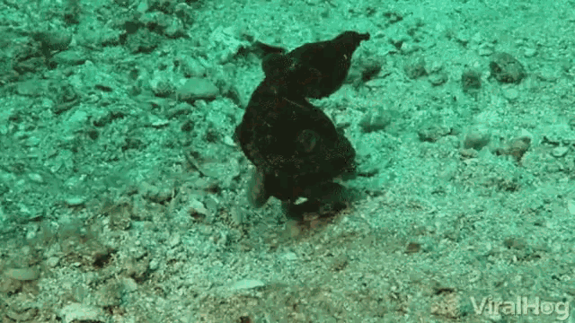 a video of a seahorse is being displayed on viralhog