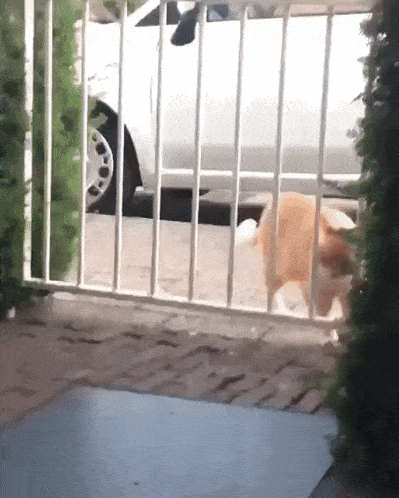 a white car is parked behind a gate that is open