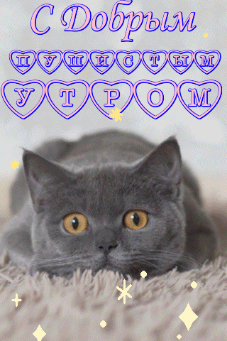a gray cat with yellow eyes is laying on a blanket with hearts surrounding it