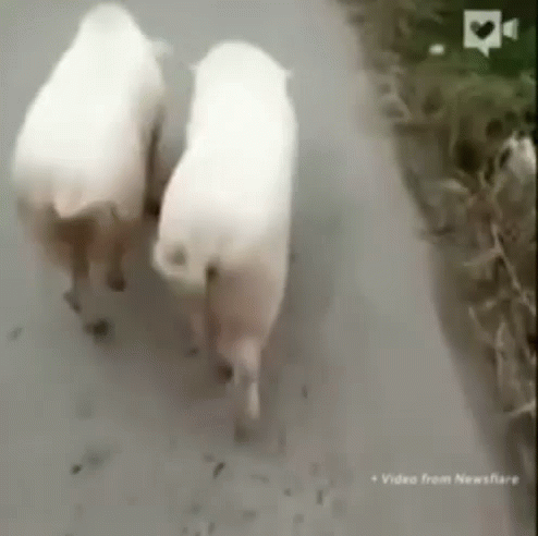 Sexy Walking Pig GIF - Sexy Walking Pig Sexy Pig GIFs