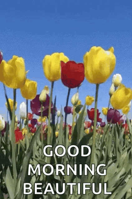 a field of flowers with the words `` good morning beautiful '' written on it