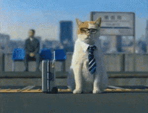 Business GIF - Business Cat GIFs