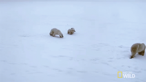 Get Away From Here Mission Critical GIF - Get Away From Here Mission Critical Nat Geo Wild GIFs