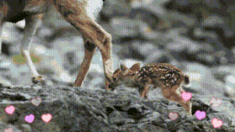 Hunting Cotw GIF - Hunting Cotw The Hunter GIFs