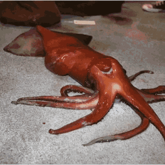 Squid Squid Game GIF - Squid Squid Game Squir GIFs