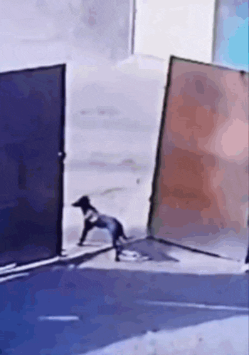a small black dog is walking across a street in front of a fence
