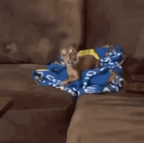 a dog that looks like a tiger standing on a couch