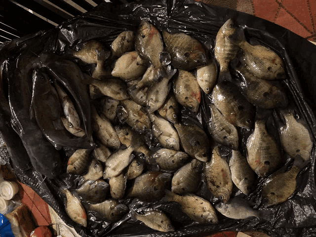 a bunch of fish are in a black bag