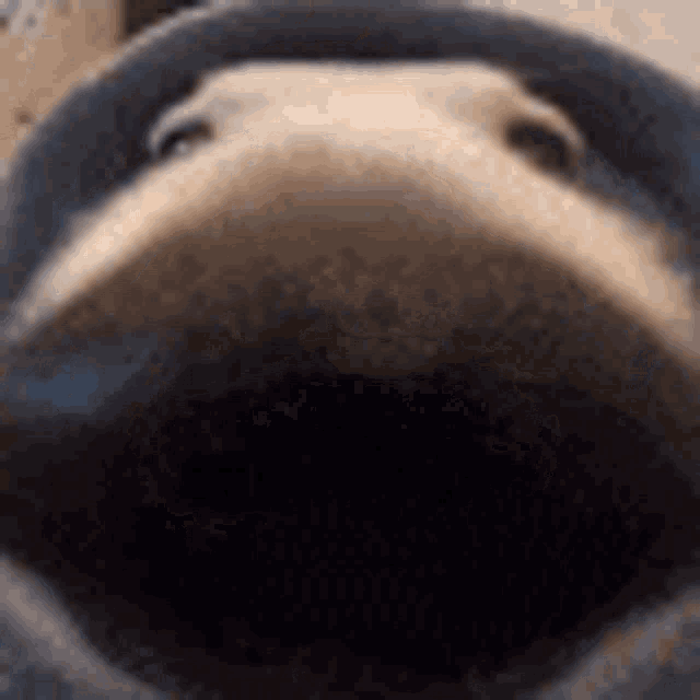 a close up of a frog 's face with its mouth open .
