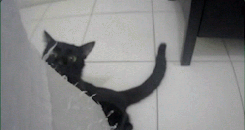 Cat Black Cat GIF - Cat Black Cat Smack GIFs