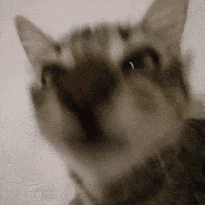 a close up of a cat 's face with its mouth open and looking up at the camera .