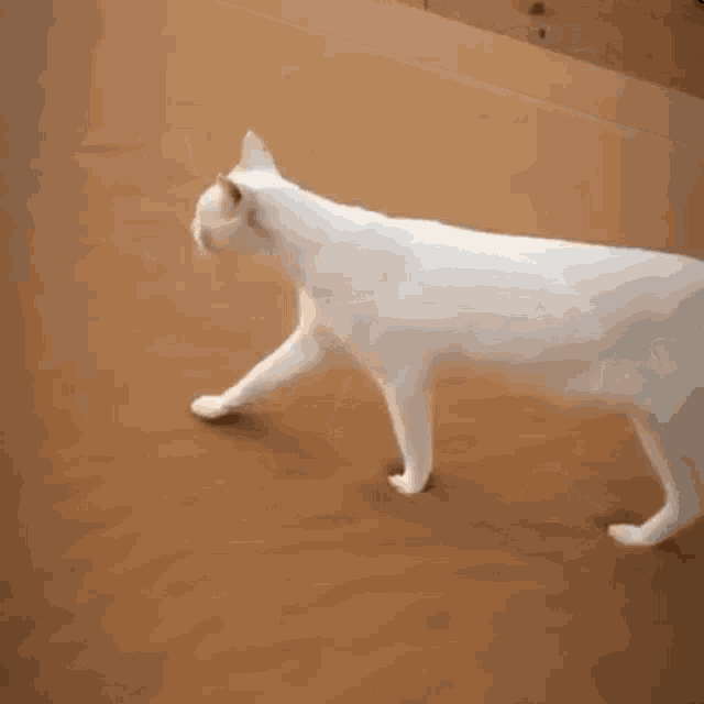 Cat White Cat GIF - Cat White Cat Desert GIFs