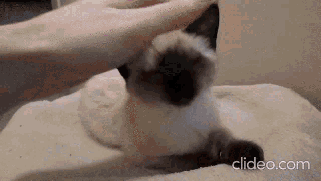 a close up of a person petting a cat with clideo.com in the bottom right corner