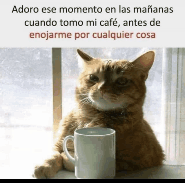 adoro ese momento en las mañanas cuando tomo mi cafe antes de enojarme por cualquier cosa