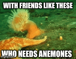 a picture of a starfish with a caption that reads " with friends like these who needs anemones "