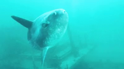 Molamola Fish GIF - Molamola Fish Sunfish GIFs