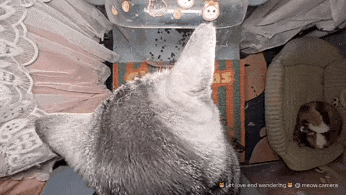 a cat is drinking from a water dispenser with a sticker on it