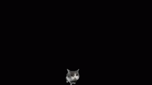 Ultrakill Cat GIF - Ultrakill Cat Parry GIFs