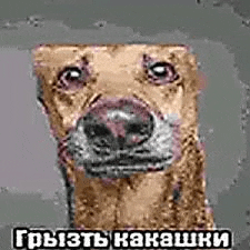 a close up of a dog 's face with a foreign language on it .