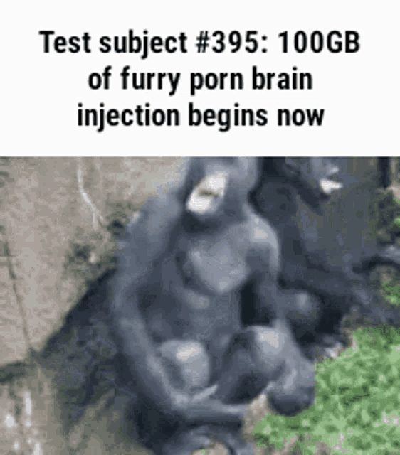 a statue of a gorilla with a caption that says test subject # 395 : 100gb of furry porn brain injection begins now