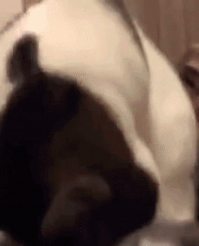 Angry Cat Linx Linxy Hiss Hatred GIF - Angry Cat Linx Linxy Hiss Hatred GIFs