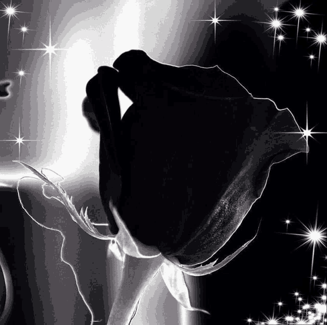 a black and white photo of a rose with sparkles around it