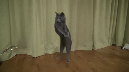 Flying Cat! Flying Cat! GIF - Cats Cat Jump GIFs