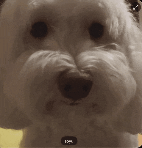 a close up of a dog 's face with the word soyu on the bottom