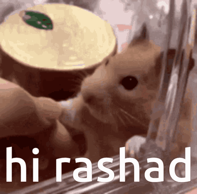 Rashad Hirashad GIF - Rashad Hirashad GIFs