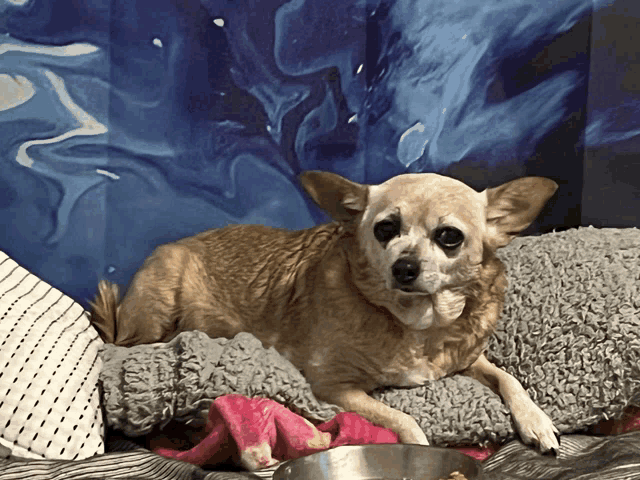 a small dog laying on a bed with a bowl of food in front of it