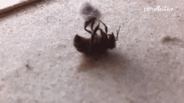 Beauty And The Bee Playing With Lint GIF - Beauty And The Bee Playing With Lint Bored GIFs