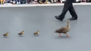 Duck Duckwalk GIF - Duck Duckwalk GIFs
