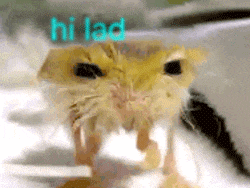 a close up of a cat 's face with the words hi lad behind it
