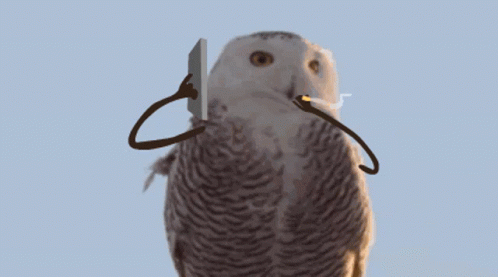 Snowy Owl White Owl GIF - Snowy Owl White Owl Owl GIFs