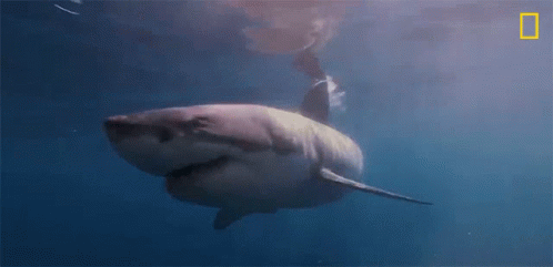 Great White Shark National Geographic GIF - Great White Shark National Geographic Sharks Of Bermuda Triangle GIFs