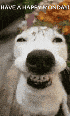 a white dog is smiling with the words have a happy monday written below it