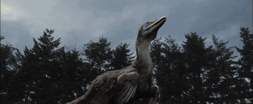 a bird with a large beak stands in front of trees