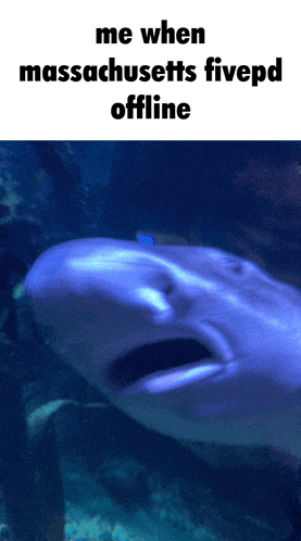 a picture of a shark with the words me when massachusetts fivepd offline