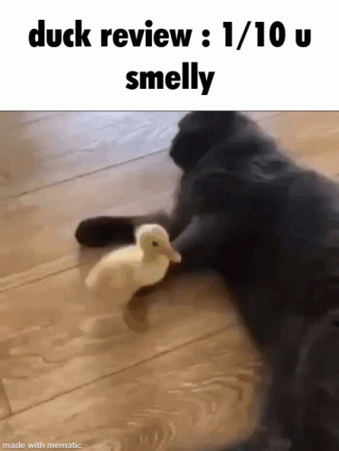 Duck Cat GIF - Duck Cat Meme GIFs