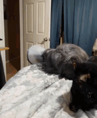 Cats Pets GIF - Cats Pets Cone GIFs