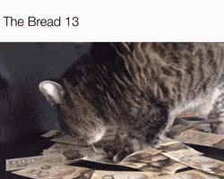 a cat is eating a pile of canadian money with the caption the bread 13