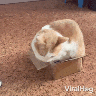 Playing With The Box Cat GIF - Playing With The Box Cat Viralhog GIFs
