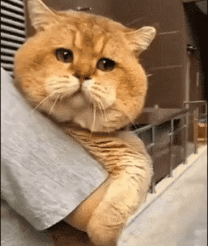 Hoecat Cat GIF - Hoecat Cat GIFs