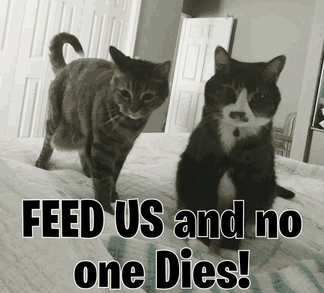 two cats standing next to each other with the words feed us and no one dies below them