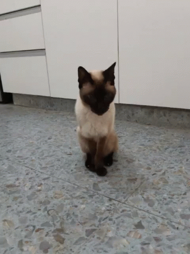 Cat Gato GIF - Cat Gato Fidel GIFs