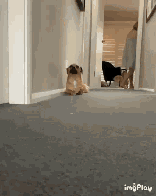 Very Sneaky Sneaking Out GIF - Very Sneaky Sneaking Out Dog GIFs