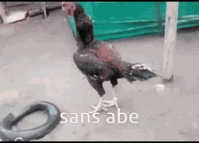 Chicken Trembling GIF - Chicken Trembling Sans Abe GIFs