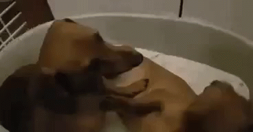 Crazydog Dachshund GIF - Crazydog Dachshund Dog GIFs