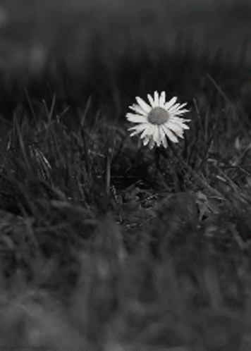 Flor Blanco Y Negro Black And White GIF